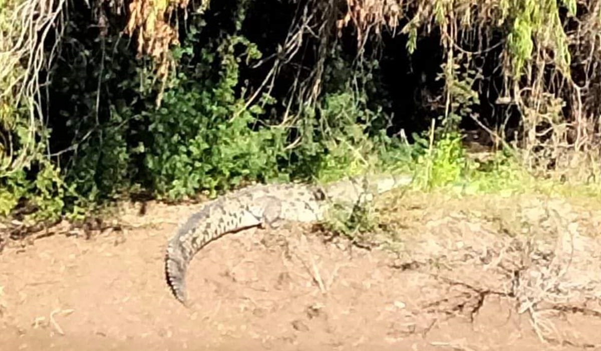 Instalarán trampas para cocodrilos este fin de semana en el río Sinaloa, en Guasave