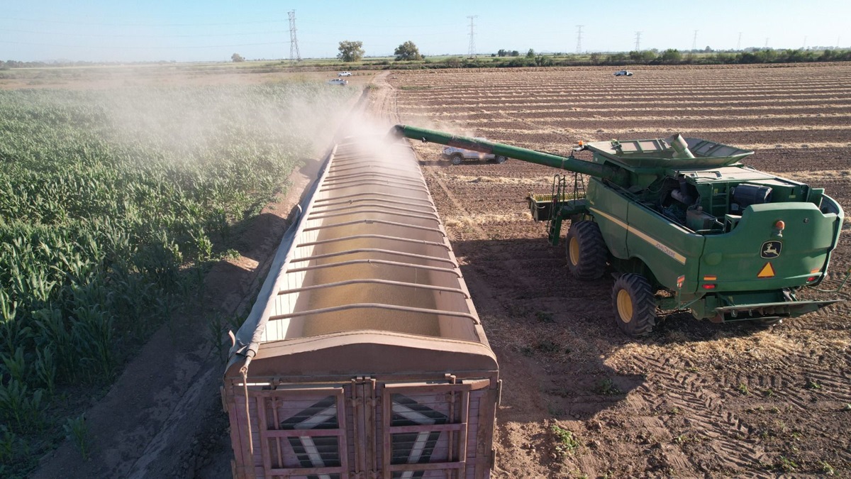 Concluyen trillas de frijol con bajos rendimientos a los estimados por productores: AARFS