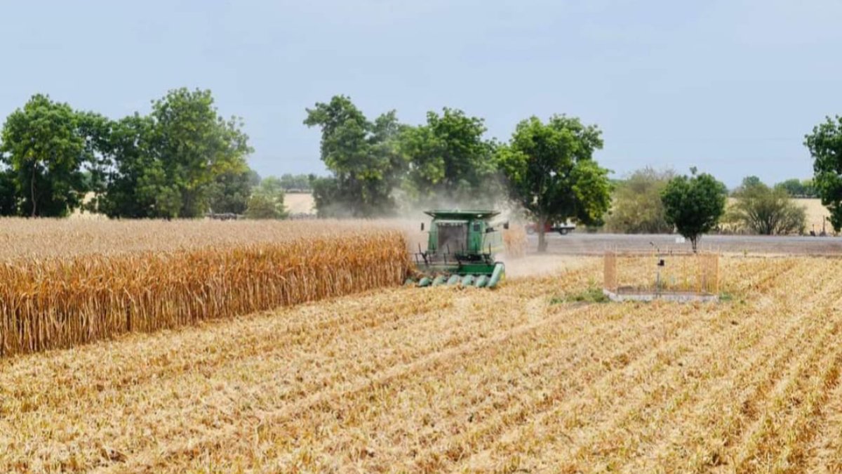 Industriales ofrecen un precio base del maíz que no convencen a productores de Sinaloa, están sin acuerdo aún