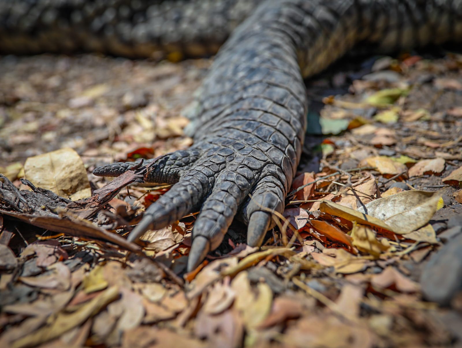 ¡Se grabaron cortándolo con un machete! Cometieron un delito federal al mutilar al cocodrilo en Culiacán: PC