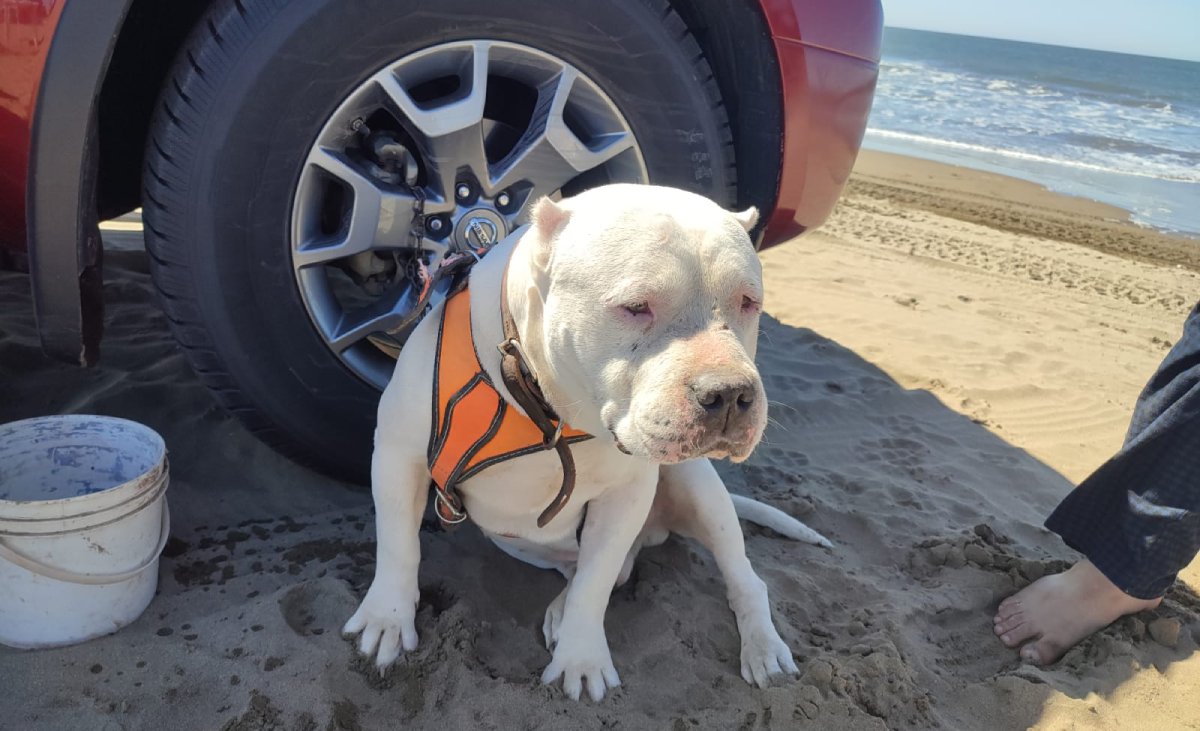 Duque, el perrito rescatado que se suma a la Canrrera 2024 para apoyar a otros animales necesitados