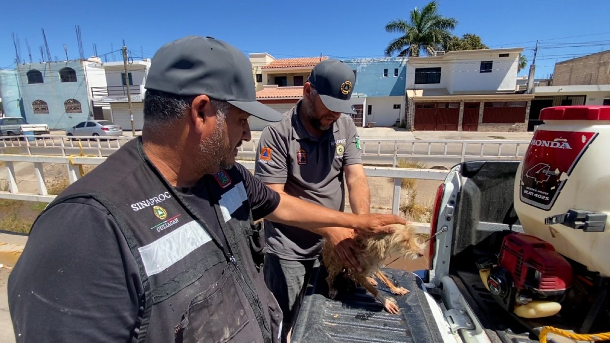 ¡Buscan a su dueño! Protección Civil rescata un perrito de un dren en la colonia Agustina Ramírez