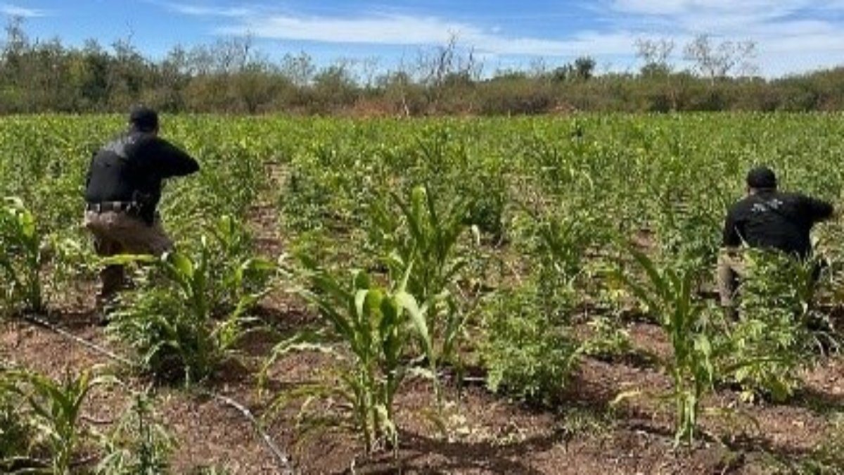 La FGR asegura más de 10 mil plantas de marihuana en San Francisco, Mocorito
