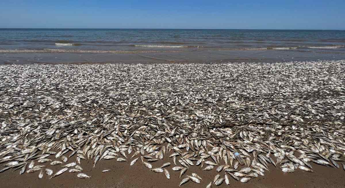 ¡Se acaba el oxígeno! La hipoxia amenaza las aguas del Pacífico, revela un estudio