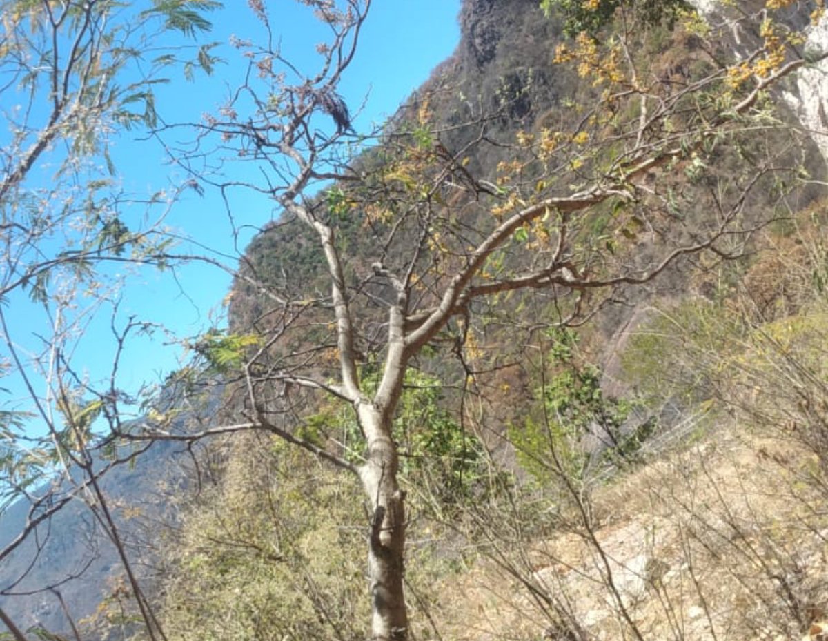 Un rescatista fallecido y uno lesionado deja incendio forestal en la sierra de Concordia