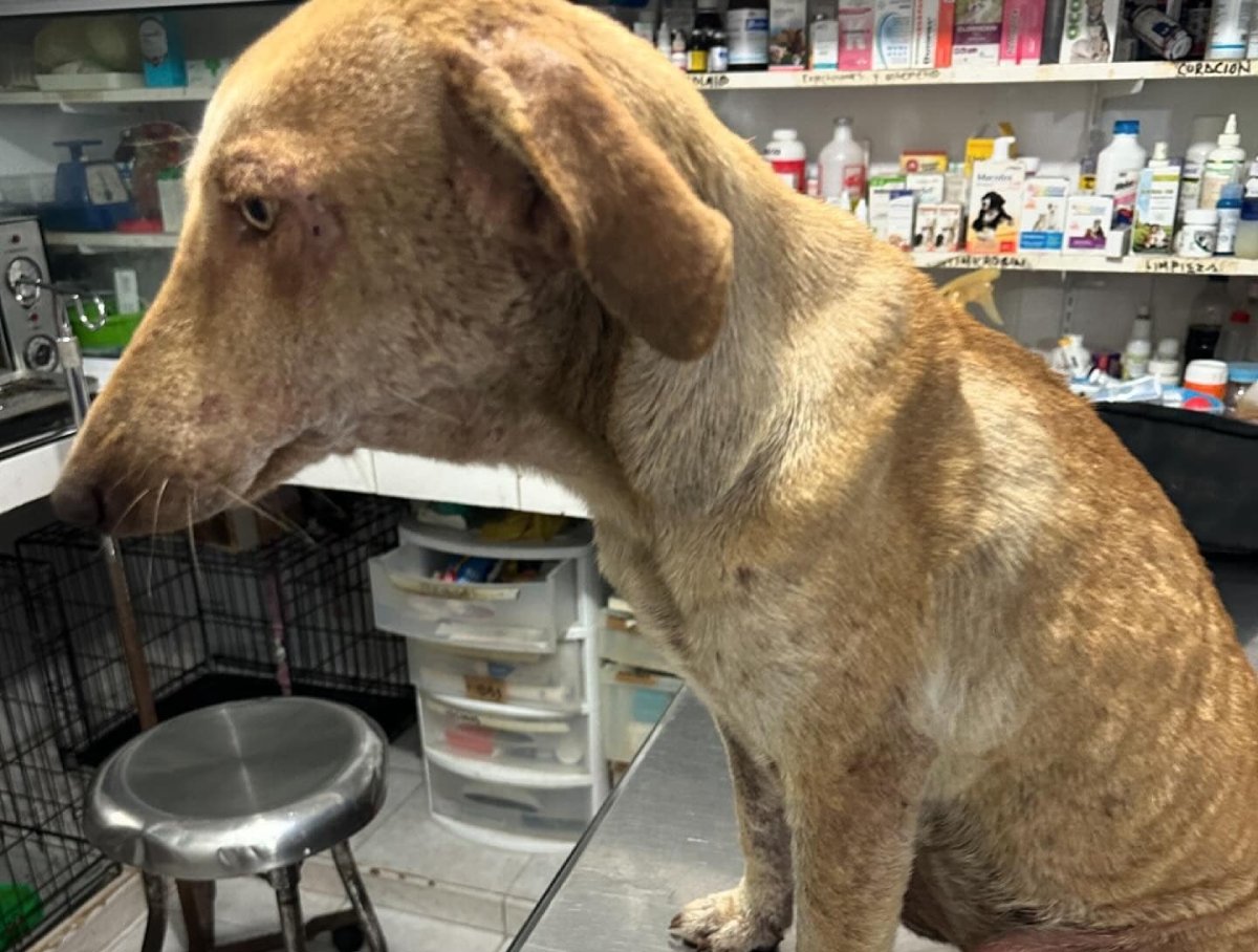 Rebasa a asociaciones civiles el abandono animal, llaman a la conciencia