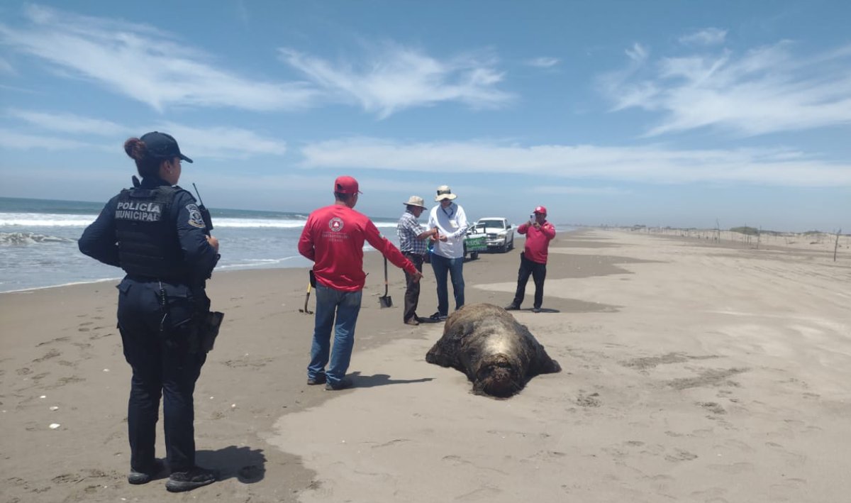 ¡Un triste hallazgo! Encuentran dos lobos marinos y una tortuga muertos en playa de Guasave