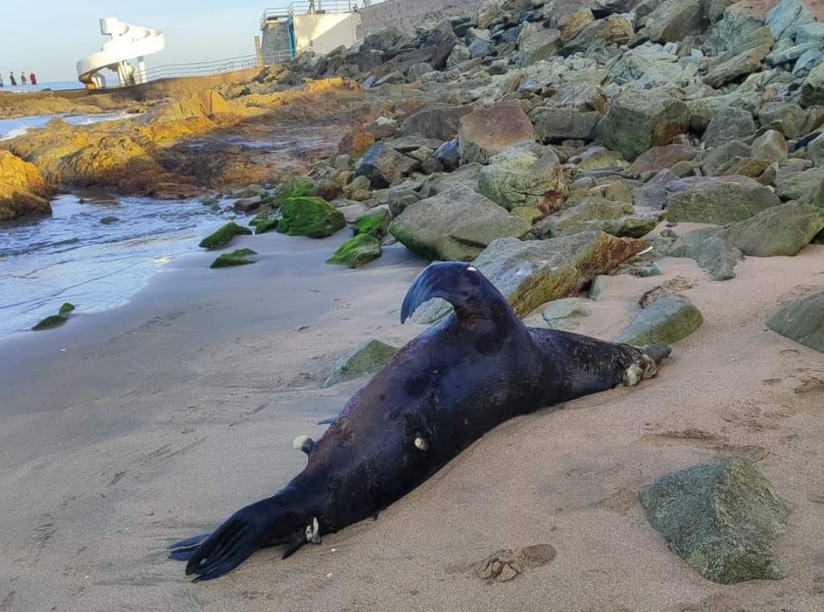 Aparece un lobo marino sin vida en playas de Olas Altas en Mazatlán