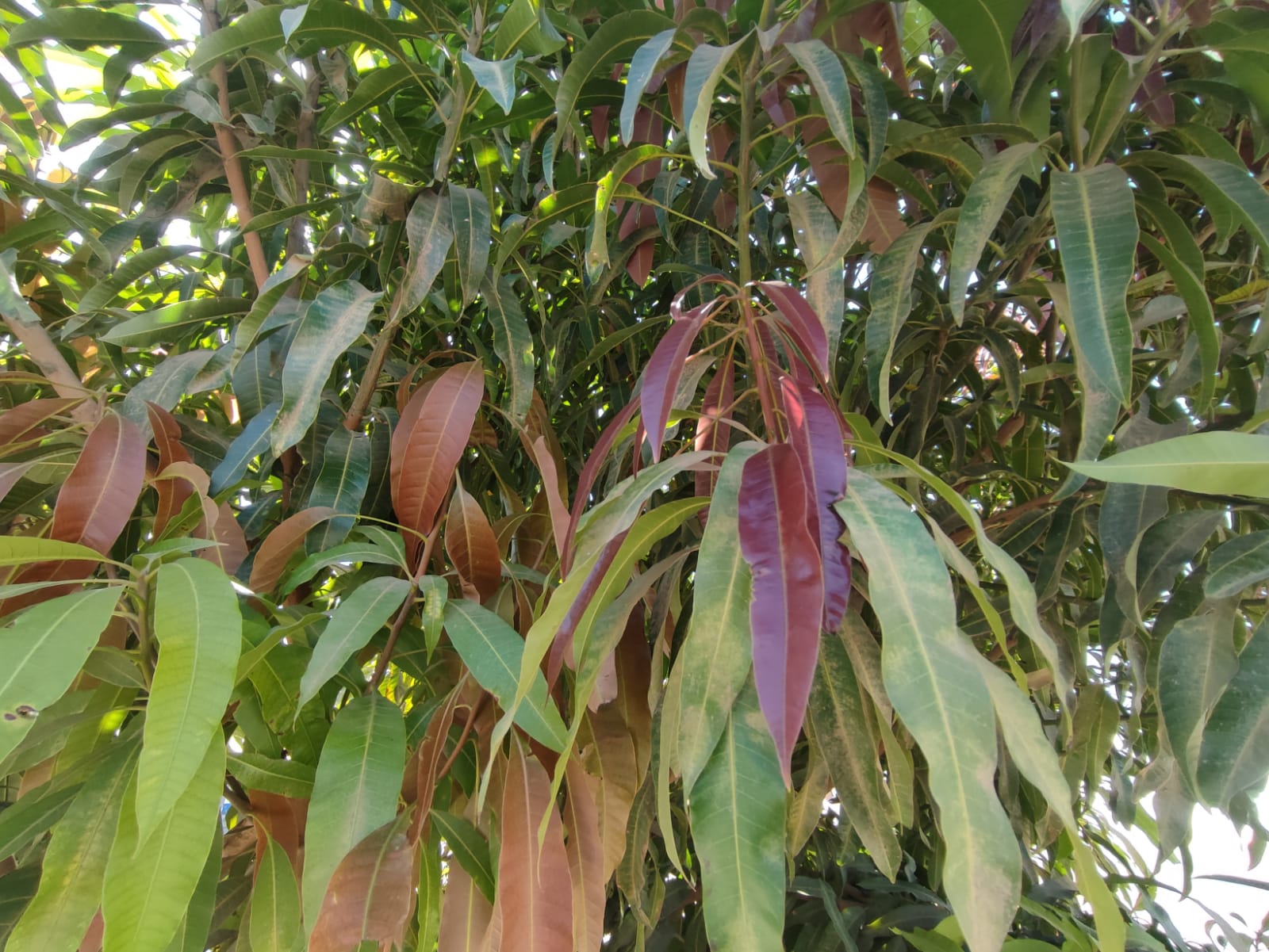 Falta de frío retrasa floración de mangos en Ahome, Sinaloa