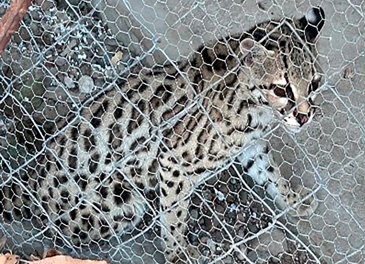 (FOTOS) Era un Margay, el felino asegurado en Tierra Blanca, Culiacán; también había droga, armas y mucho dinero