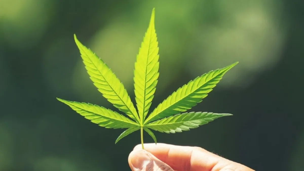 Día Mundial de la Mariguana, una planta de ‘doble filo’… usos, efectos y peligros