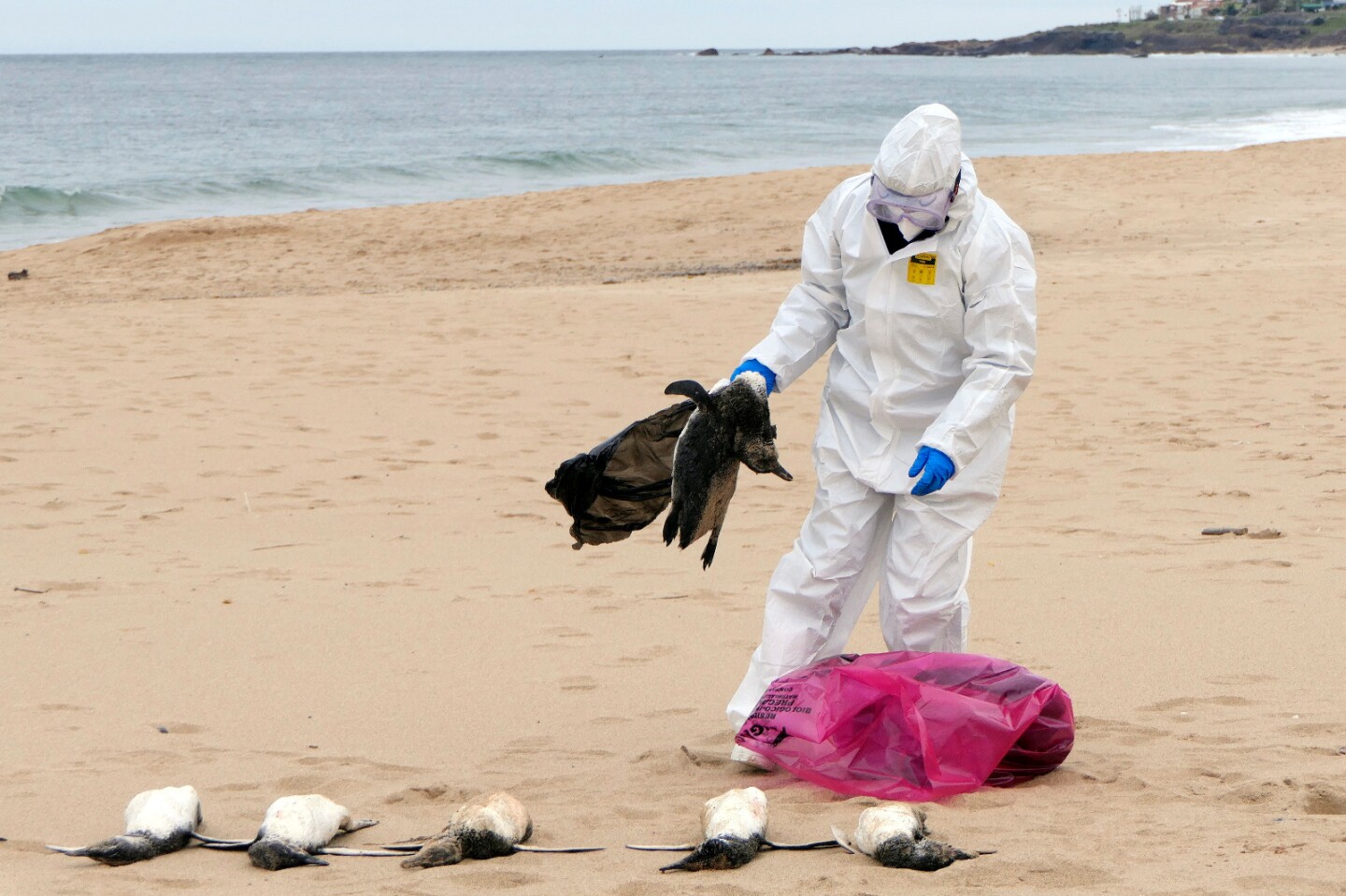 ¡Los pingüinos no! Gripe Aviar habría alcanzado a estas tiernas criaturas árticas