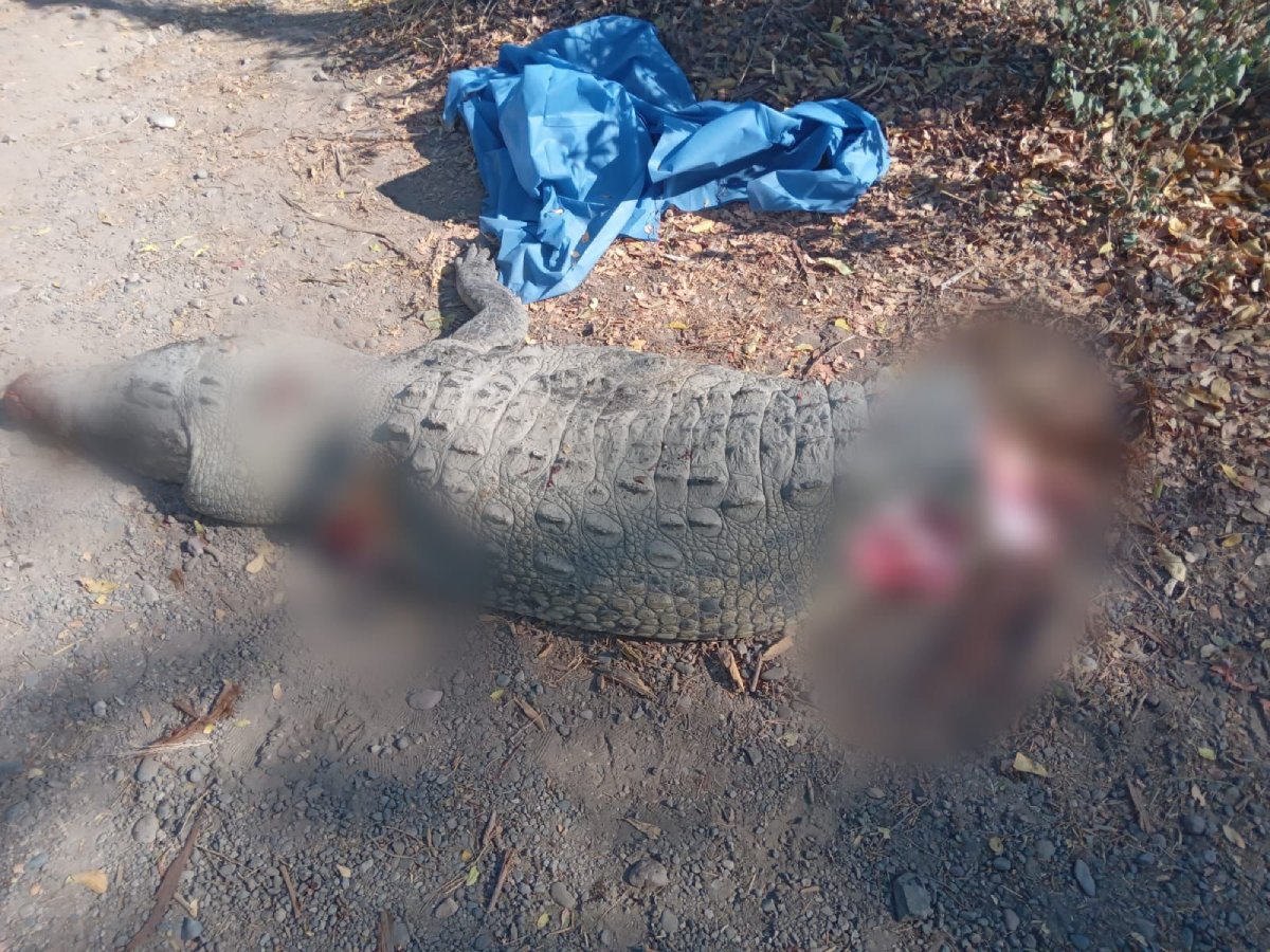 ¡Le arrancaron la cola y las patas! Mutilan a cocodrilo tras quedar abandonado donde fue el accidente en Culiacán