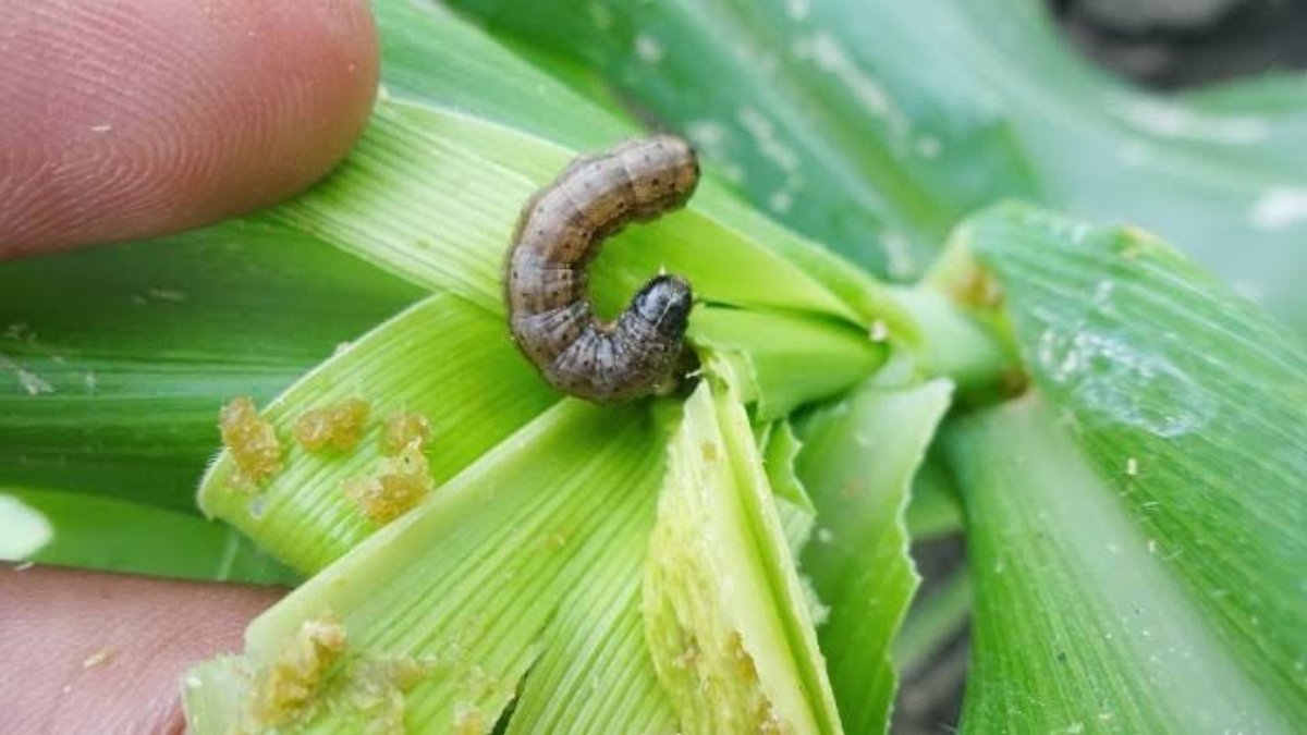 Preocupa a productores de la zona centro proliferación de gusano cogollero en cultivos de sorgo