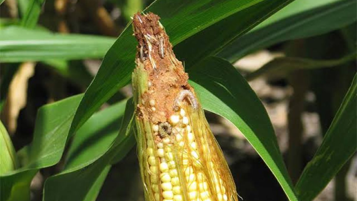 Plagas ocasionadas por variaciones atípicas de temperaturas afectaron rendimientos en cultivos de granos: Cesavesin
