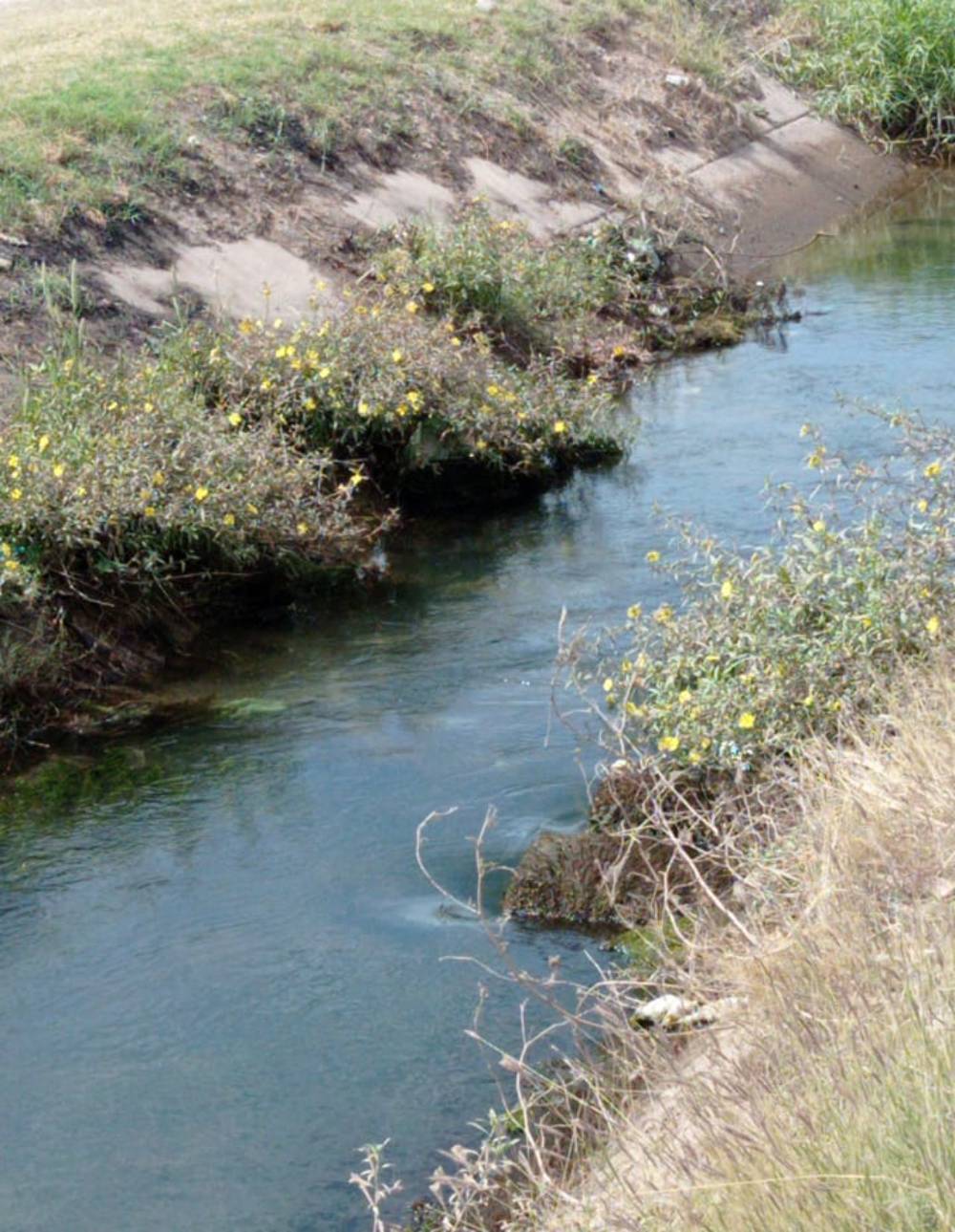 ¡Estragos de la sequía! Por falta de agua en canal se quedan sin servicio 12 sectores de Cortines, Guasave