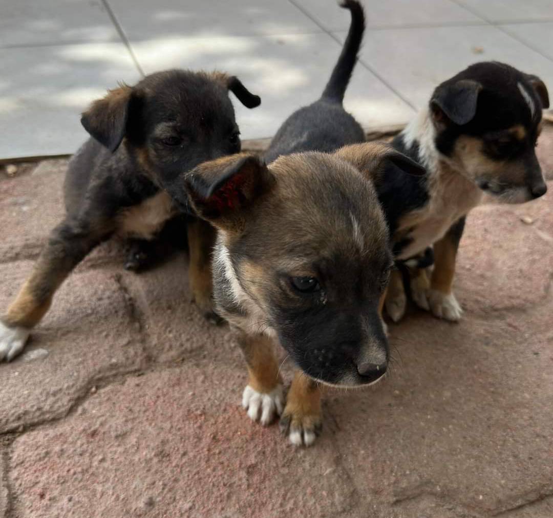¡Es permanente! Programa para esterilizar perros y gatos continúa en comunidades de Guasave: Salud
