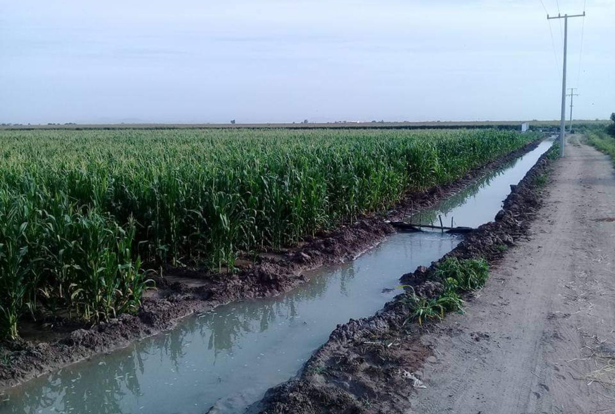 Con el rescate de agua se sembrarán 130 mil hectáreas en Sinaloa: secretario de Agricultura