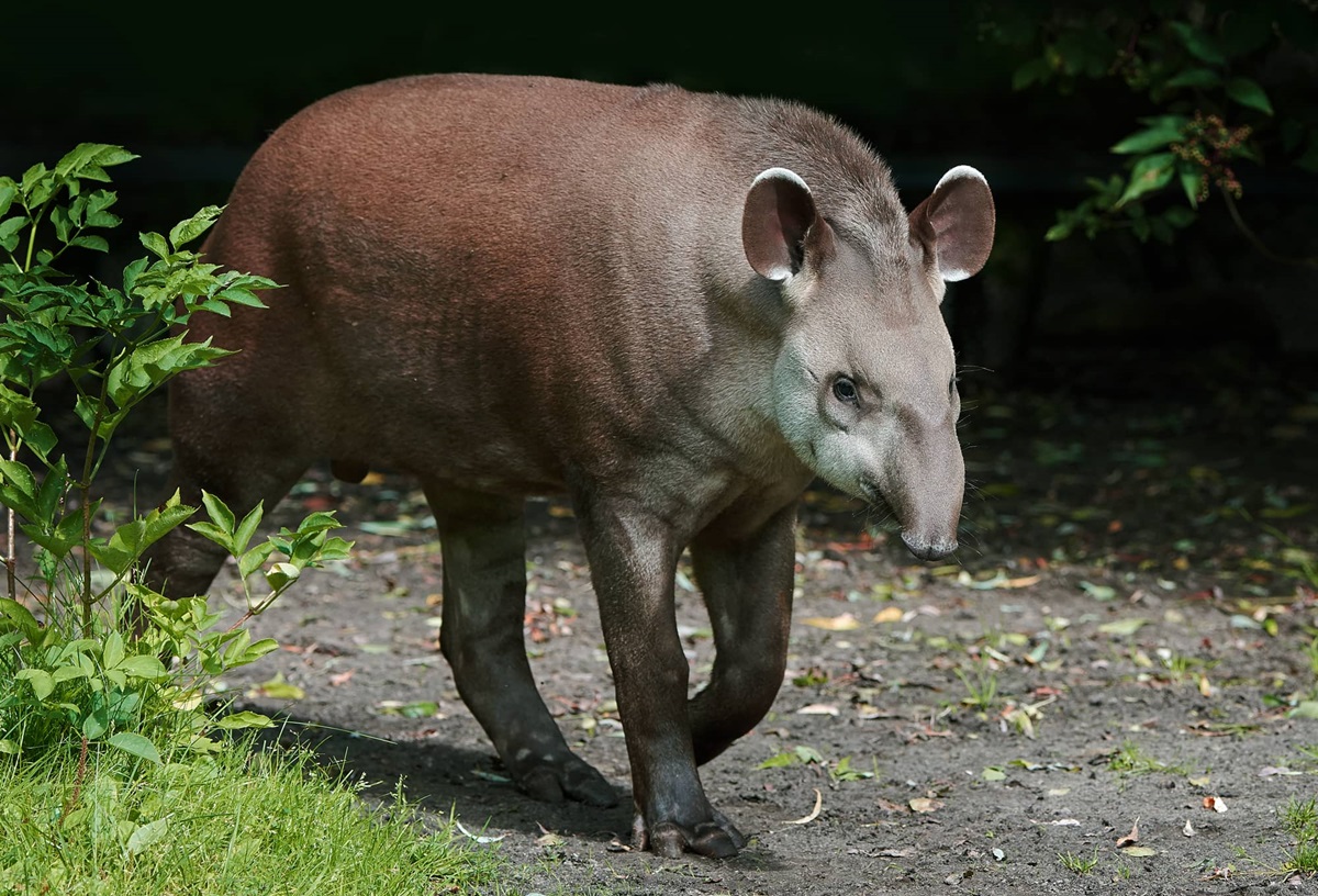 Día Internacional del Tapir, el ‘arquitecto’ del bosque: 10 cosas que tienes que saber