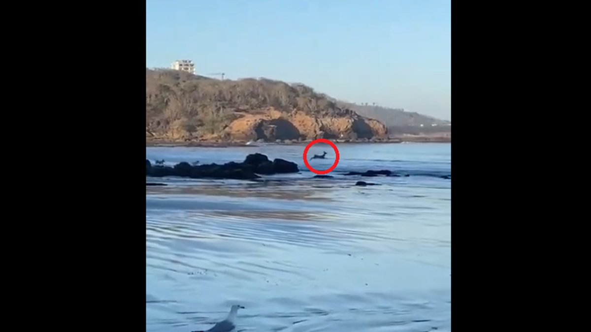 (VIDEO) Por esto Mazatlán es tierra de venados