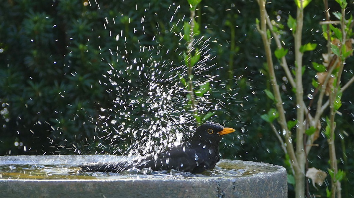 Alerta por golpe de calor: Aves silvestres en riesgo en México