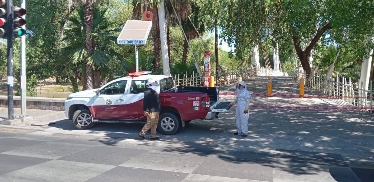¡Precaución! Cierran el puente bimodal de Culiacán por una furiosa colmena de abejas