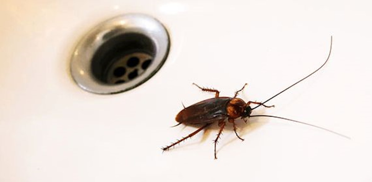 La relación entre las cucarachas y el calor: Estos consejos ayudarán a erradicarlas del hogar