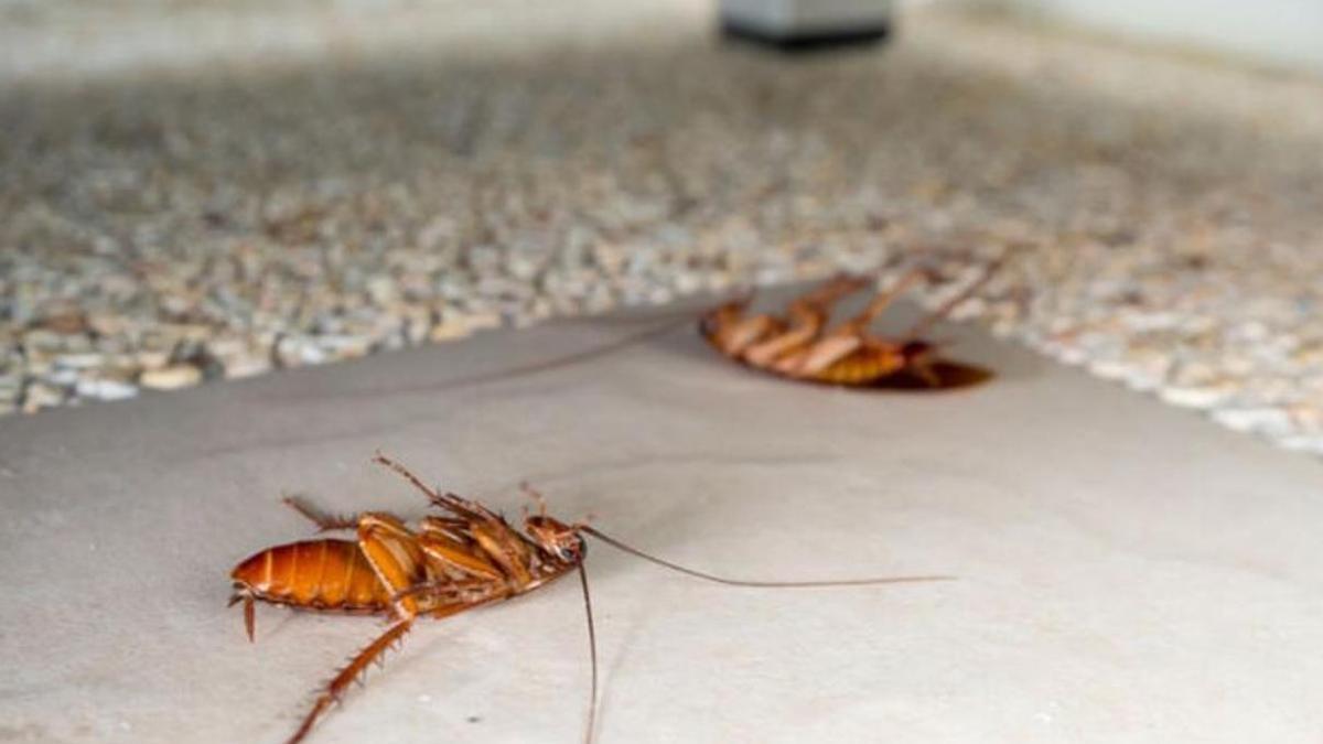 Consecuencias de pisar una cucaracha; más allá del asco y el miedo