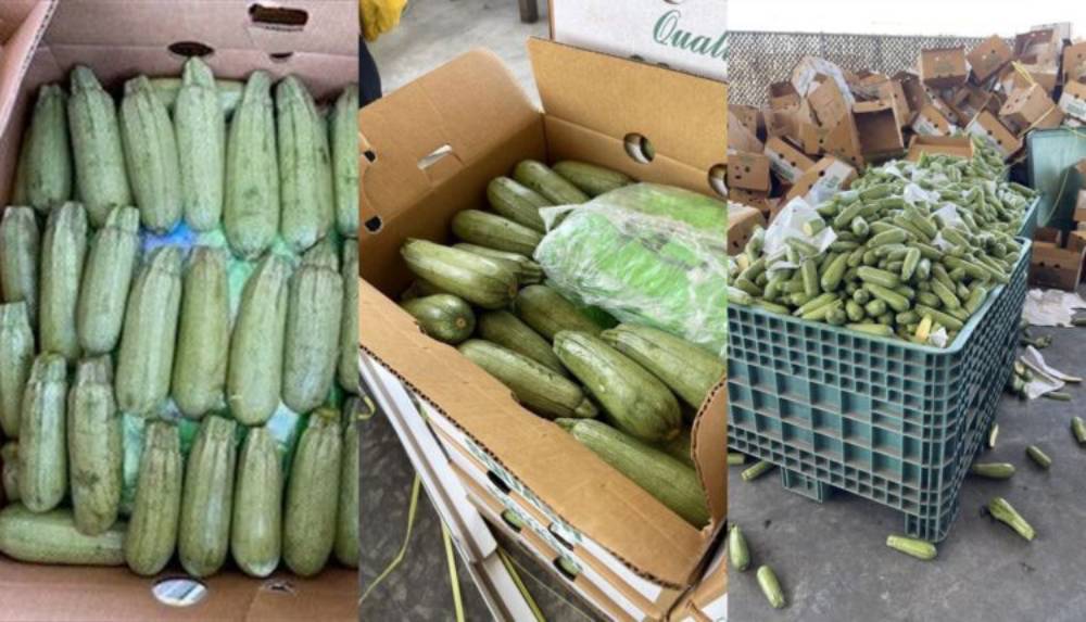 Descubren 5 toneladas de metanfetamina dentro de calabacitas