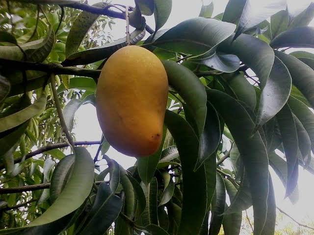 Introducción del mango de otras zonas al sur de Sinaloa causa se abarate más el producto
