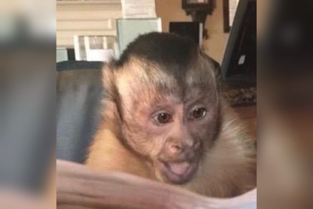 ¡Ya no somos ni seremos! Redes ‘estallan’ con memes por ruptura de Nodal y Cazzu