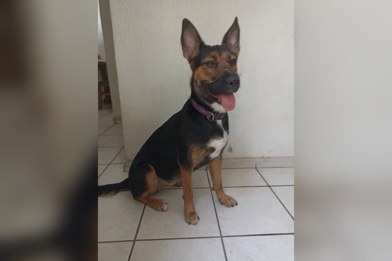 Día del Perro sin Raza | Razones para celebrar el amor incondicional