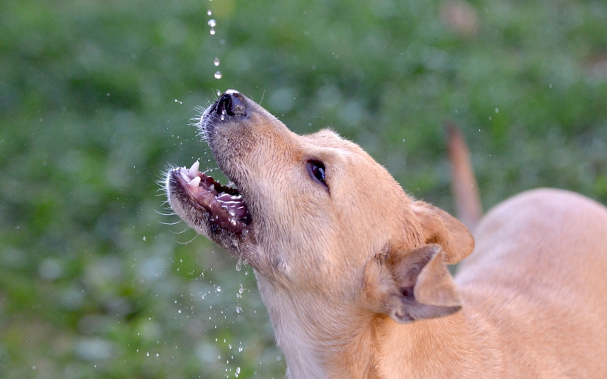 Así puedes proteger a tus mascotas de un golpe calor