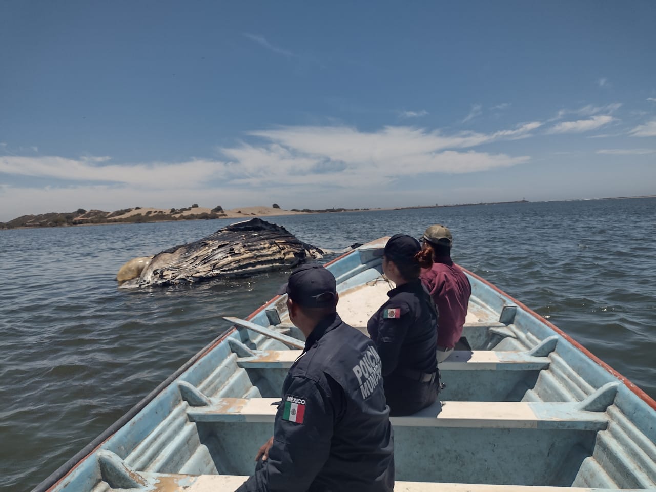 ¡Enorme! Una ballena jorobada de 10 metros, el ejemplar varado este miércoles en Guasave