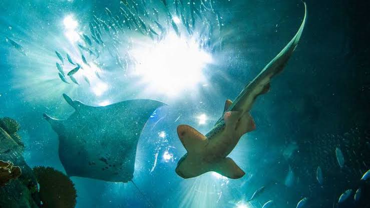 Pescadores del norte de Sinaloa ya esperan para ir por la mantarraya y el tiburón