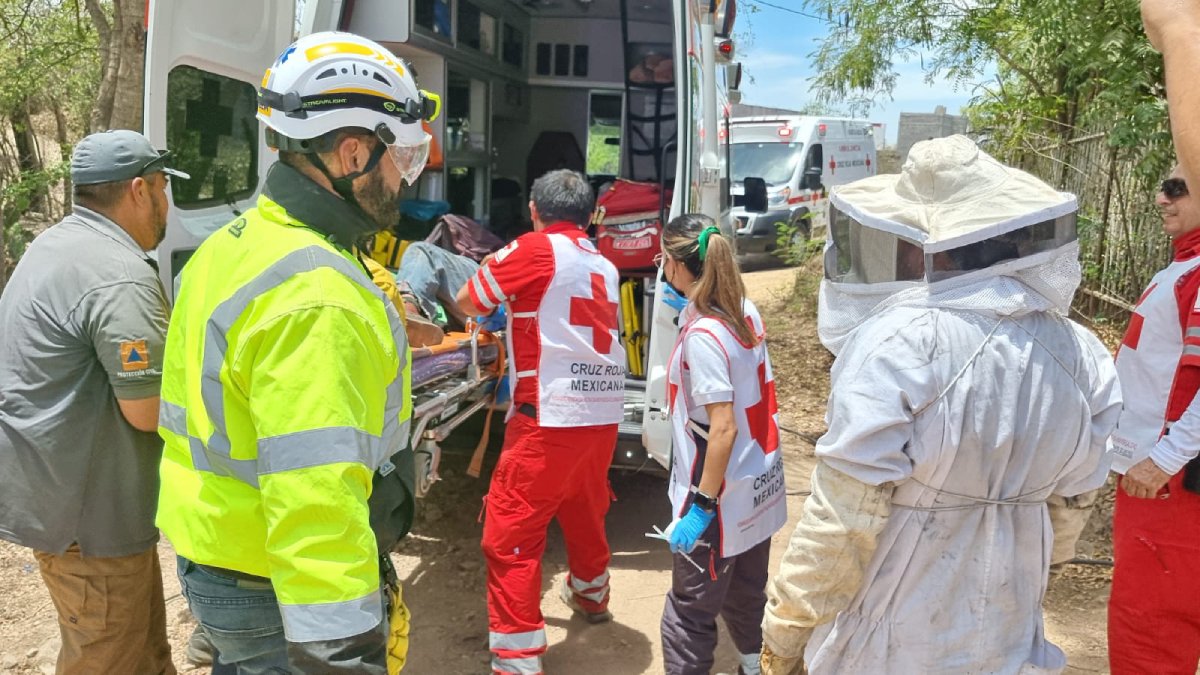 Don Toño y su esposa buscaban remedio para el diabetes y son atacados por abejas en Culiacán
