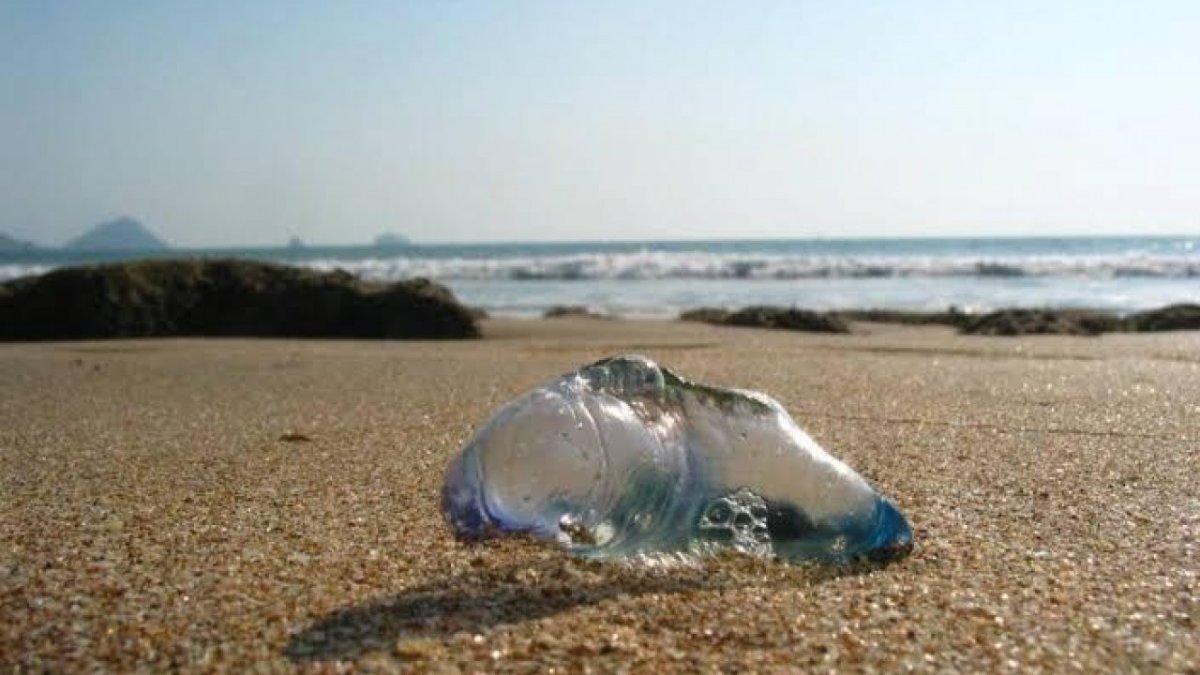 Tiene Mazatlán visitantes ‘non gratos’, llegan las ‘aguamalas’ a sus playas