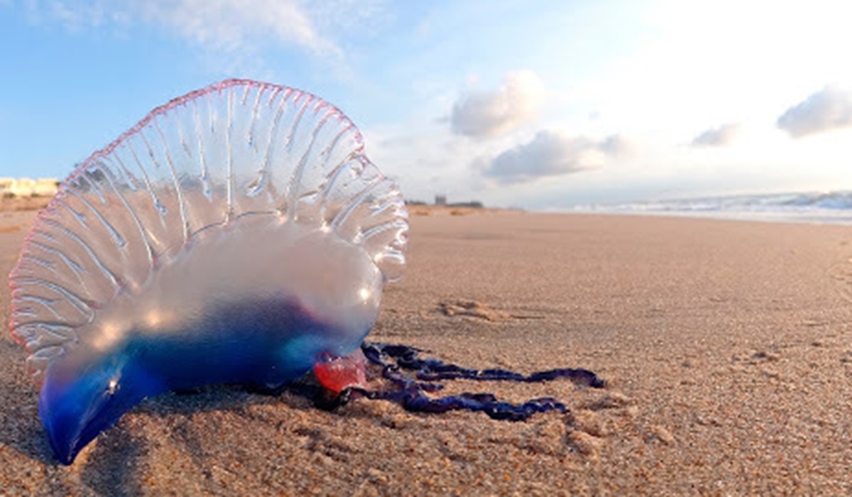 Alerta en Mazatlán ahora por presencia de quemadores en playa