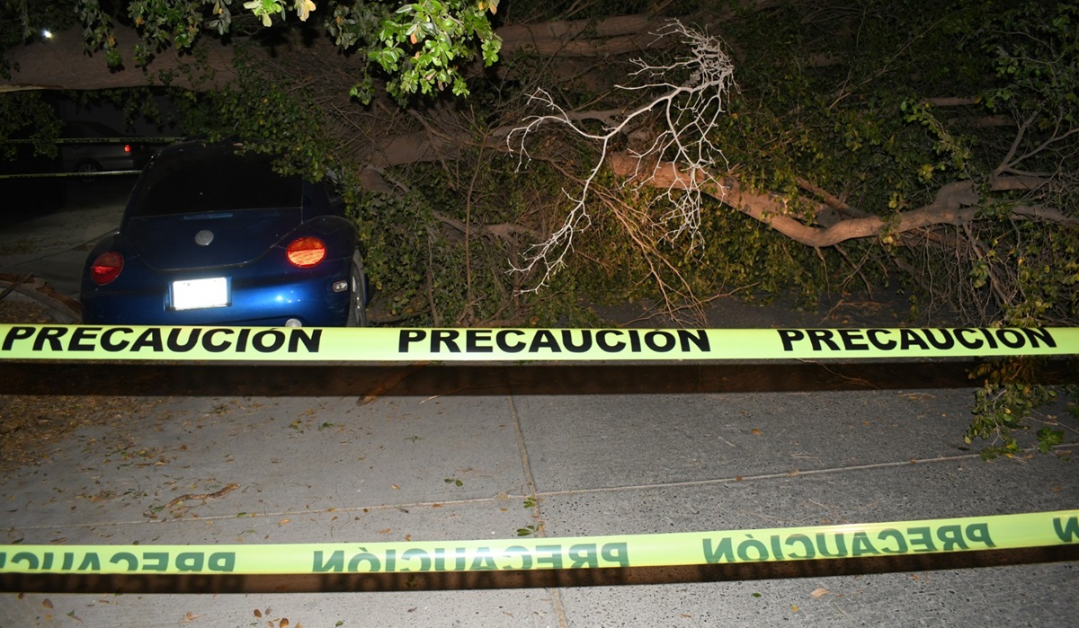 Árbol se viene abajo y aplasta automóvil al norte de Los Mochis