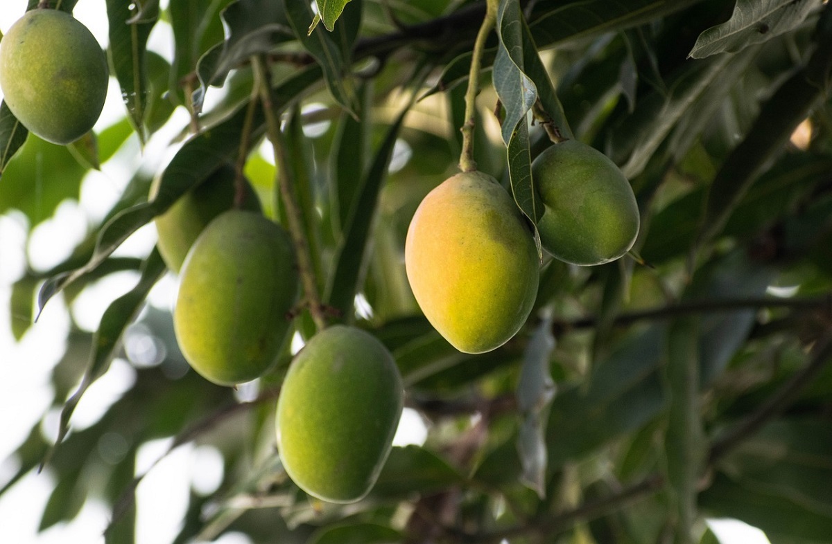 Cesavesin mantendrá atención contra la mosca de fruta ante instalación y apertura de procesadora de mango
