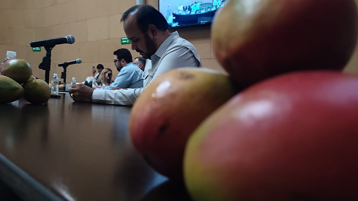 Productores de mango libre de mosca alertan sobre amenaza sanitaria ante instalación de una procesadora
