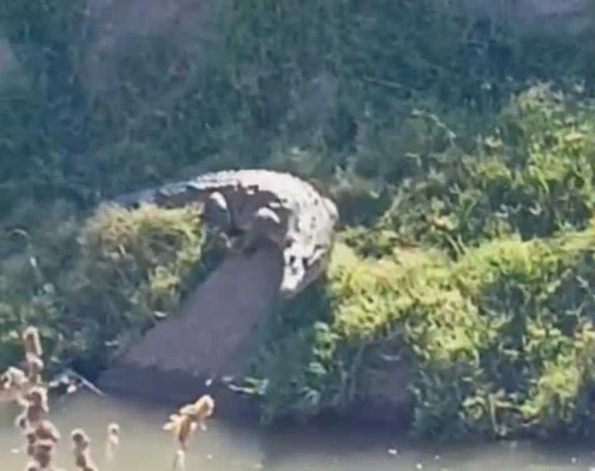 Siguen los avistamientos de cocodrilos sobre el canal Humaya en Salvador Alvarado; PC alerta a la población
