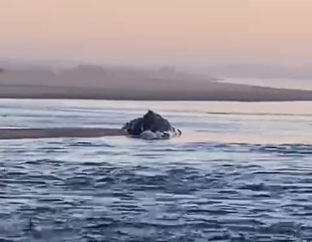 ¡Ahora un cetáceo! Encuentran ballena muerta en playa Las Glorias, Guasave