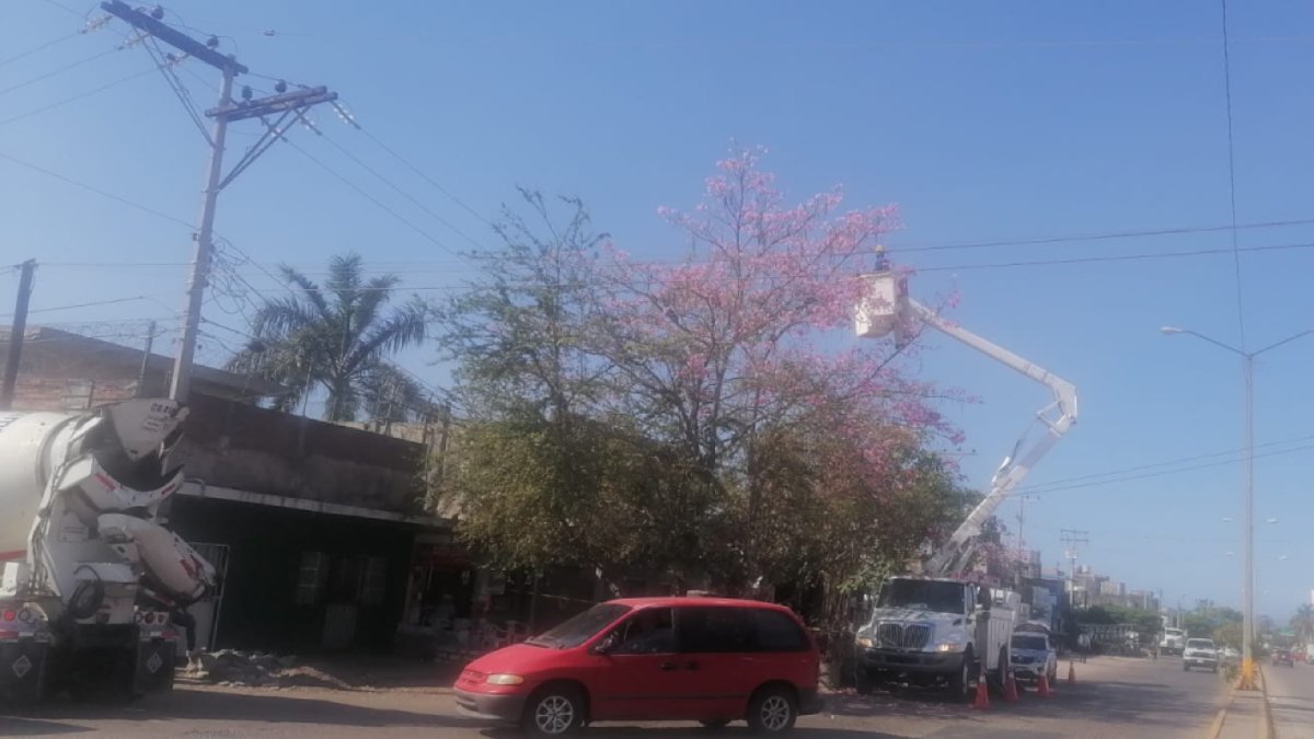 CFE poda árboles que llegan hasta el cableado eléctrico para evitar corto circuito