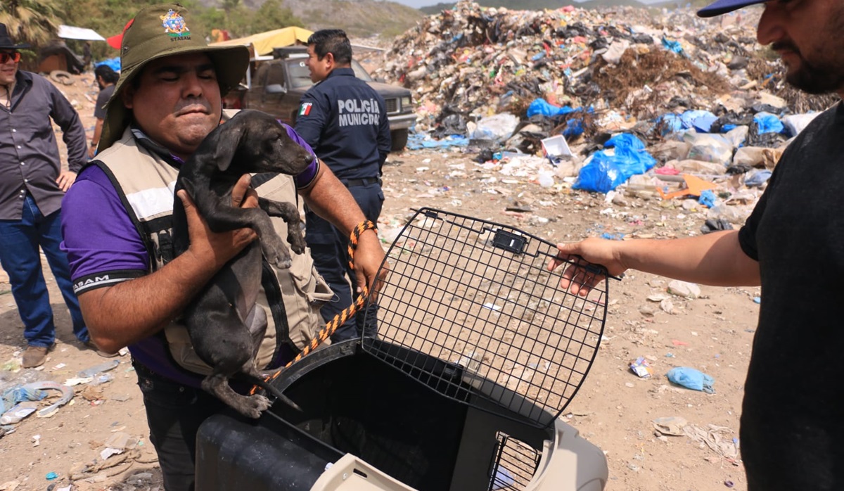Mazatlán tendrá su primer refugio de animales; ya hay proyecto ejecutivo y lugar para su construcción