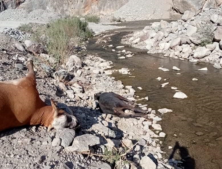 Presunta contaminación en río Piaxtla alerta a Sinaloa y Durango; hay fauna muerta