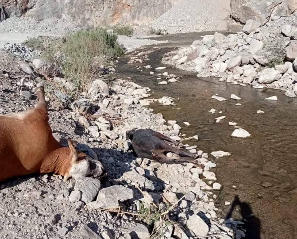 Confirma PC Estatal fauna muerta en Río Piaxtla entre Sinaloa y Durango tras presunta contaminación