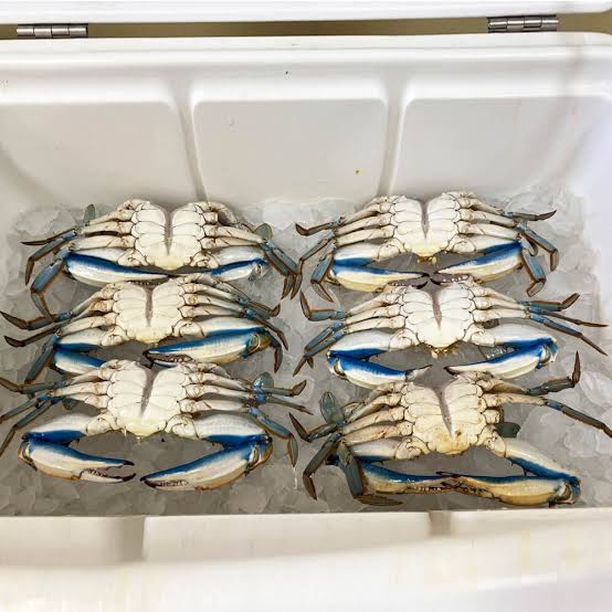 Esperan con ansías las capturas de jaiba en Sinaloa; pescadores buscan reactivarse para pagar sus deudas pronto