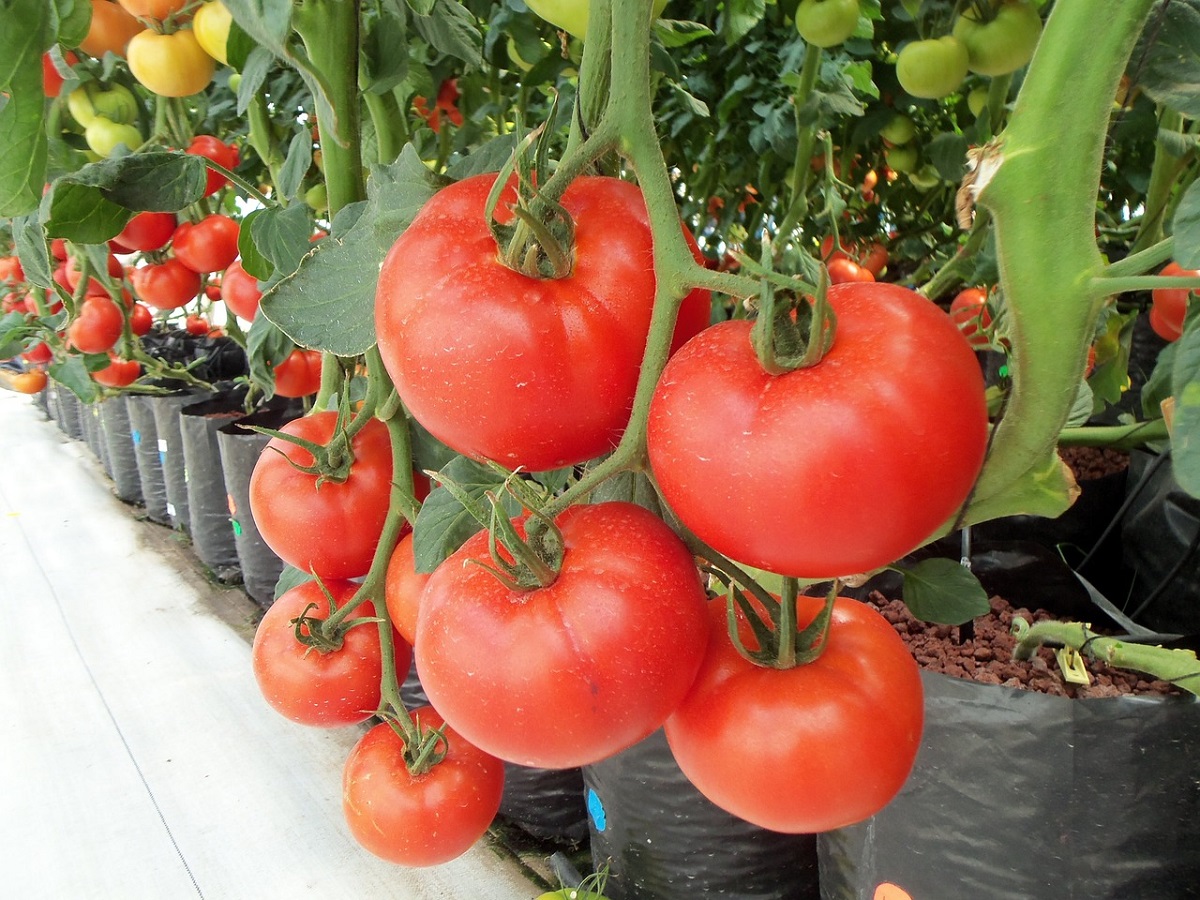 Jitomate mexicano está entre los cinco principales productos agrícolas generadores de divisas: Sader