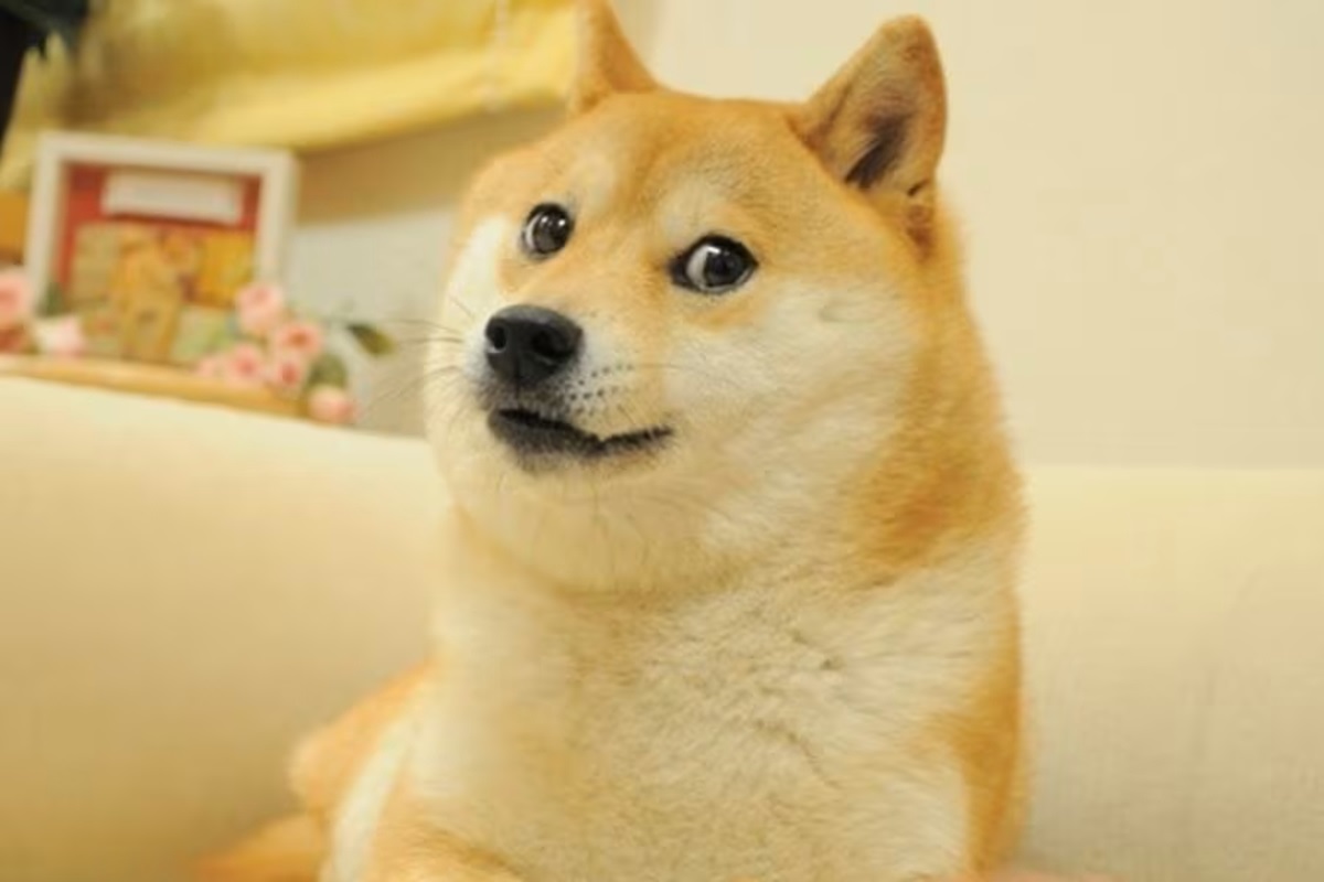 Muere ‘Doge’, perrita que pasó del abandono a protagonista de memes e imagen de criptomoneda